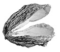 Zeitgenössische Zeichnung einer Austernschale